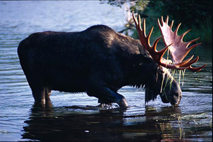 side-bull-water