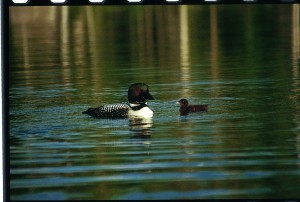 Loons on the lake