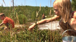 Blueberry Picking