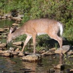 White Tail Deer NEOC