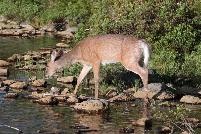 White Tail Deer NEOC