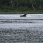 Maine Moose Tour with NEOC