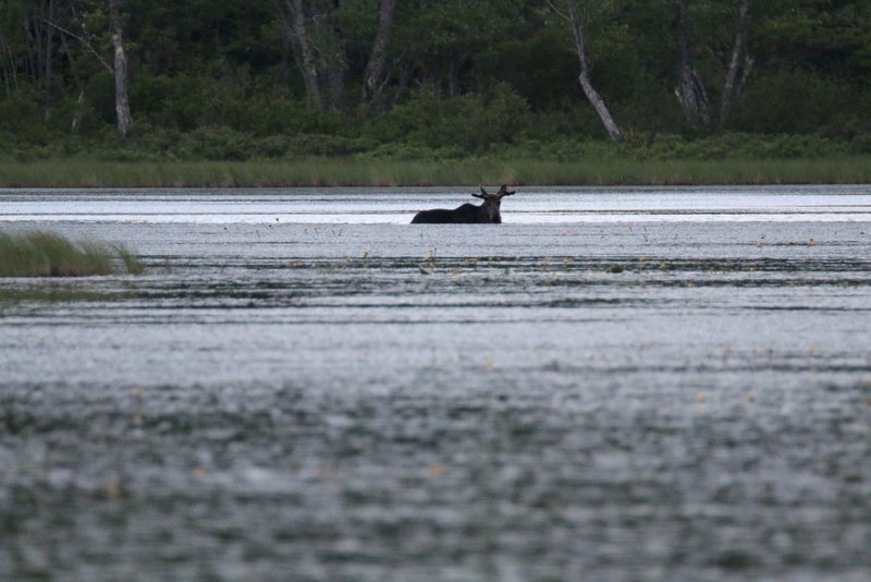 Maine Moose Tour with NEOC