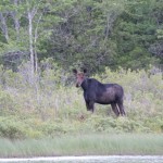 Moose Tour Katahdin