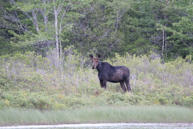 Moose Tour Katahdin