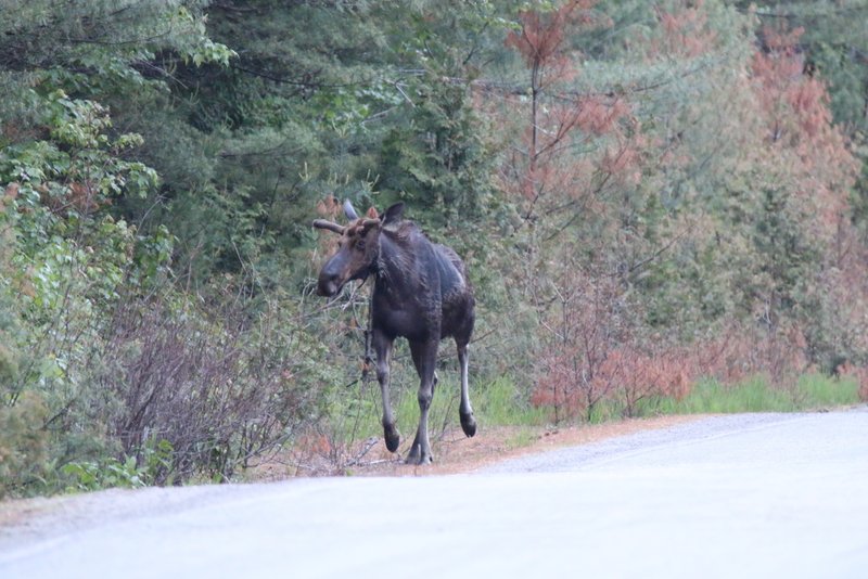 Moose Tour NEOC