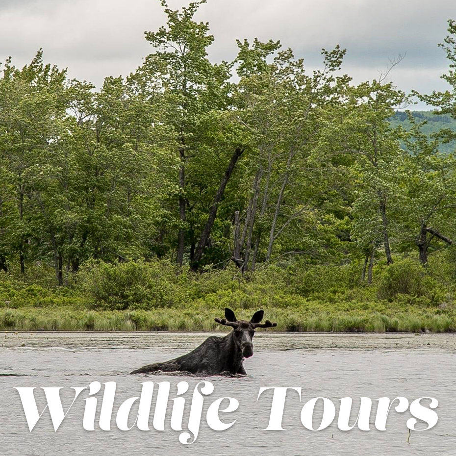 2022 Wildlife Tours