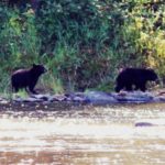 Bears on the Allagash