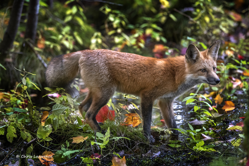 Fox in the woods