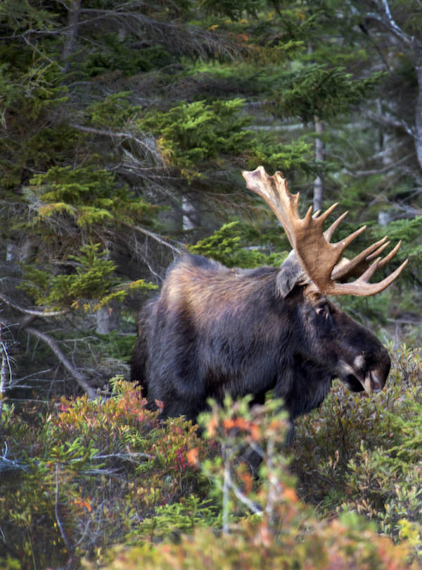 Moose in woods