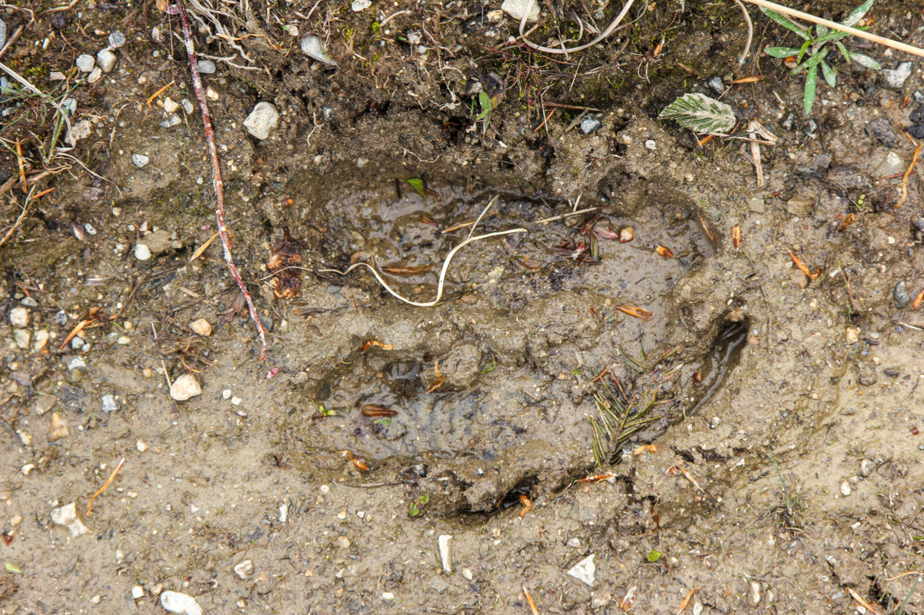 Moose tracks everywhere