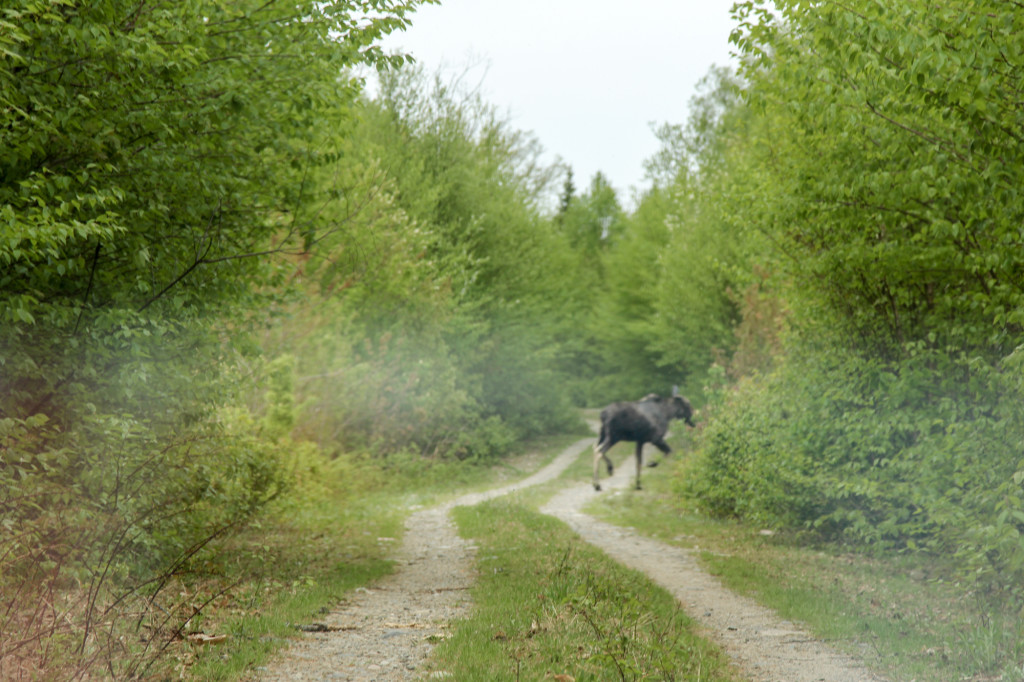 Katahdin loop trail moose on the loose