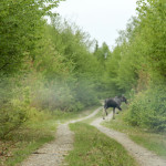 Katahdin loop trail moose on the loose