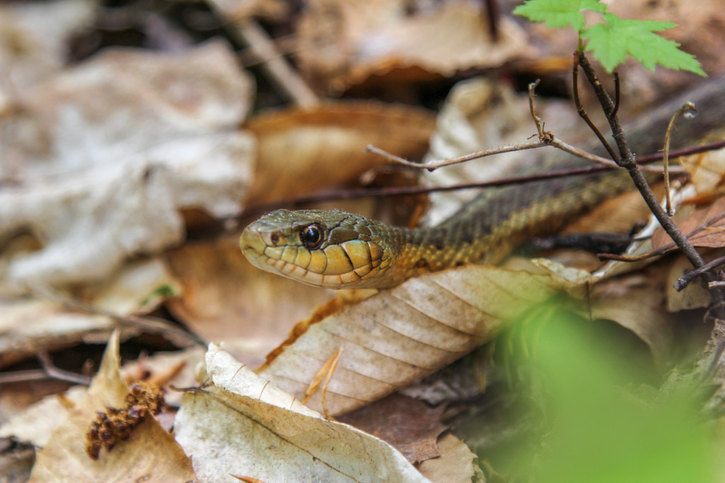 Garden snake