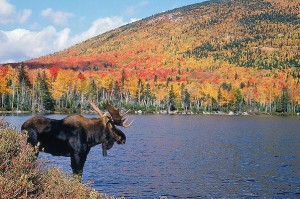 Moose with foliage on mountain