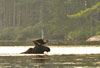 moose swimming