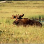 Bull moose wandering in the field