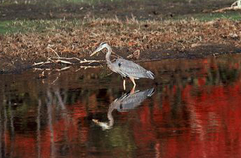 maine-birdwatching-heron-at-neoc Blue Heron at NEOC