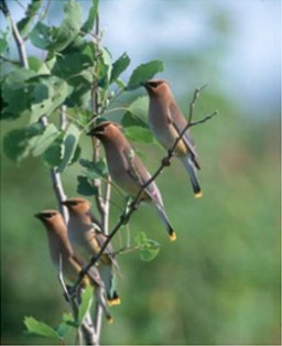 Maine wildlife - birds that call Maine home