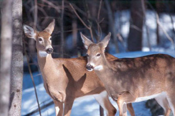 Deer wandering through the Maine woods