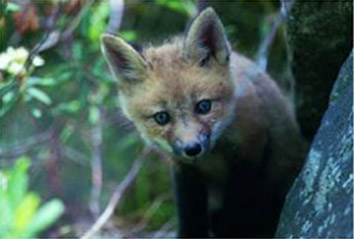 maine wildlife- fox