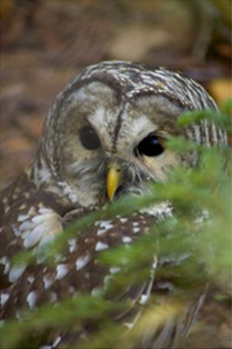 Maine's best wildlife - Owl