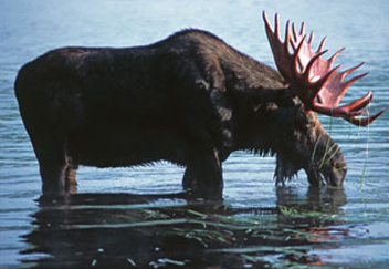 moose taking a drink