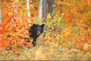 bearpic