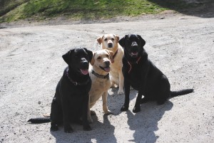 Yellow and black labs