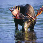 Guided moose tours