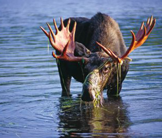 Guided moose tours