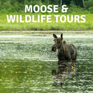 Moose & Wildlife Tours