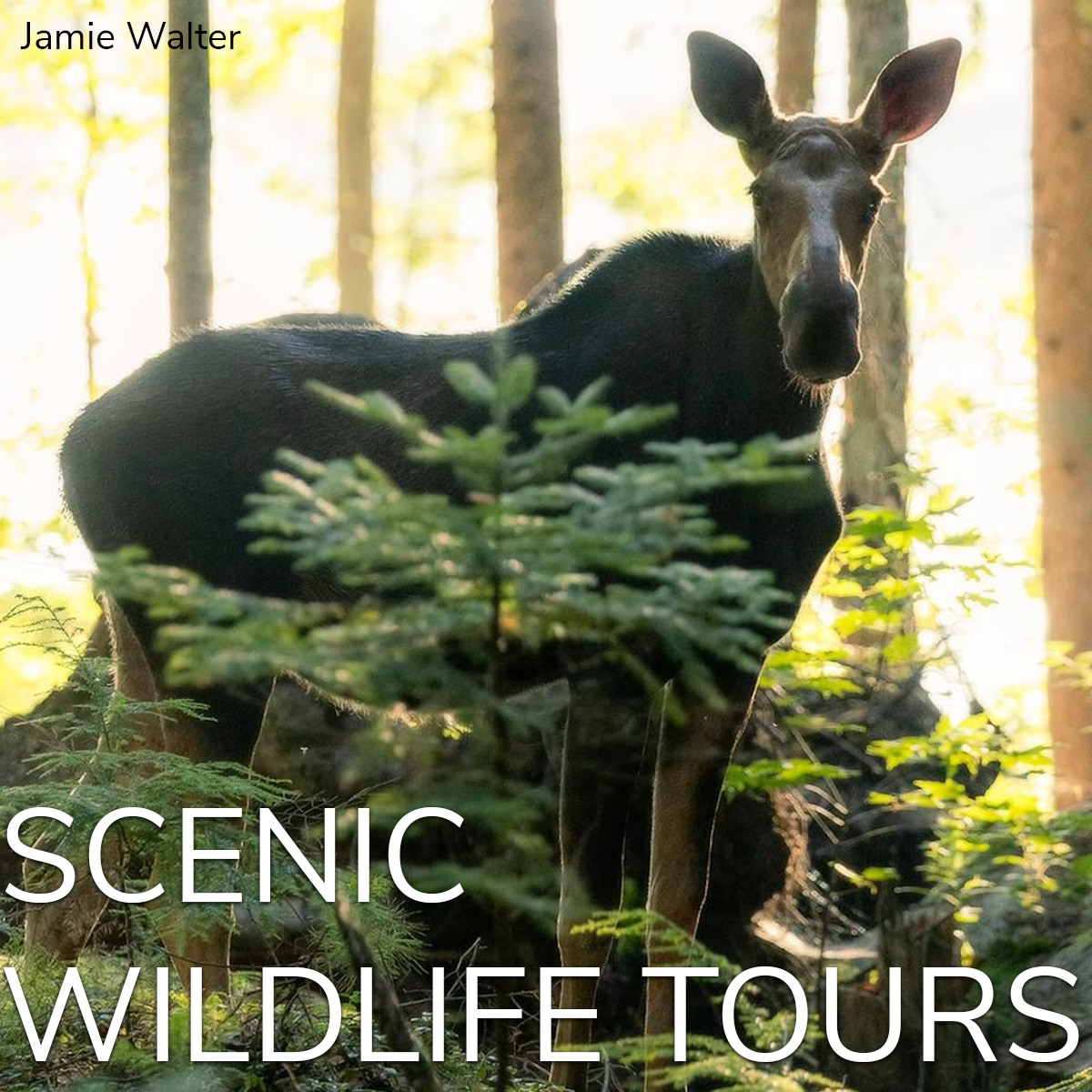 Wildlife Tours