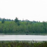 moose on river pond