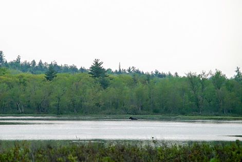 moose on river pond